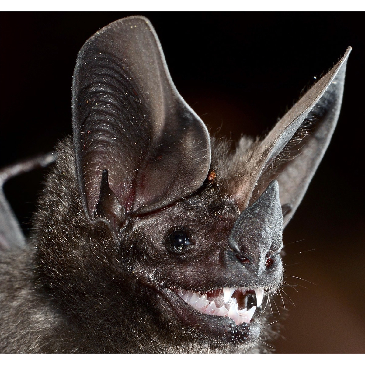Бразильский круглоухий листонос (Lophostoma brasiliense) Фото №10