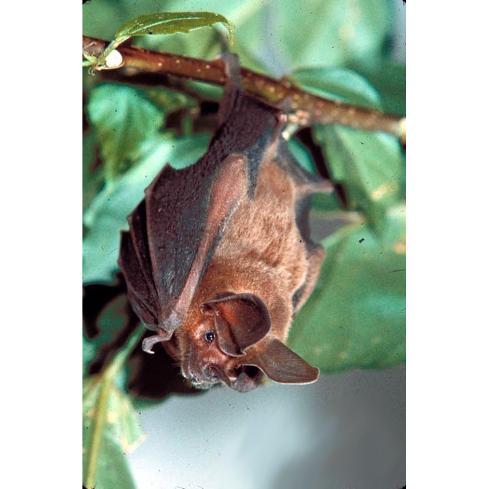 Бразильский круглоухий листонос (Lophostoma brasiliense) Фото №2