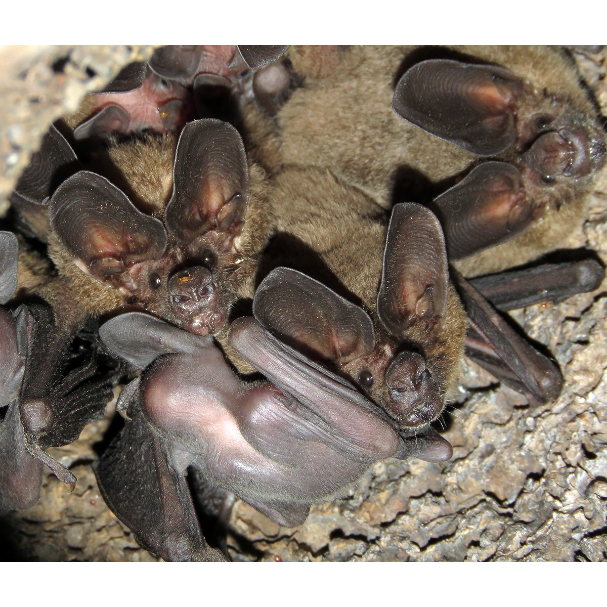 Бразильский круглоухий листонос (Lophostoma brasiliense) Фото №3