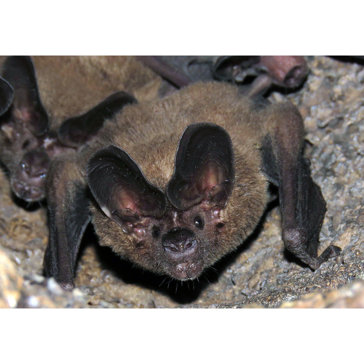 Бразильский круглоухий листонос (Lophostoma brasiliense) Фото №4