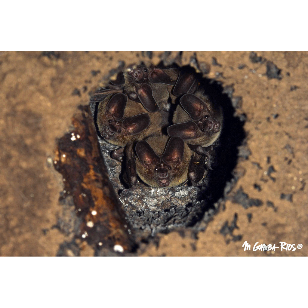 Бразильский круглоухий листонос (Lophostoma brasiliense) Фото №5