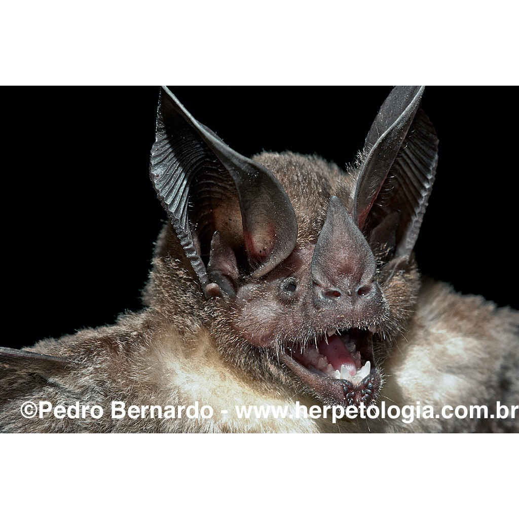 Бразильский круглоухий листонос (Lophostoma brasiliense) Фото №7