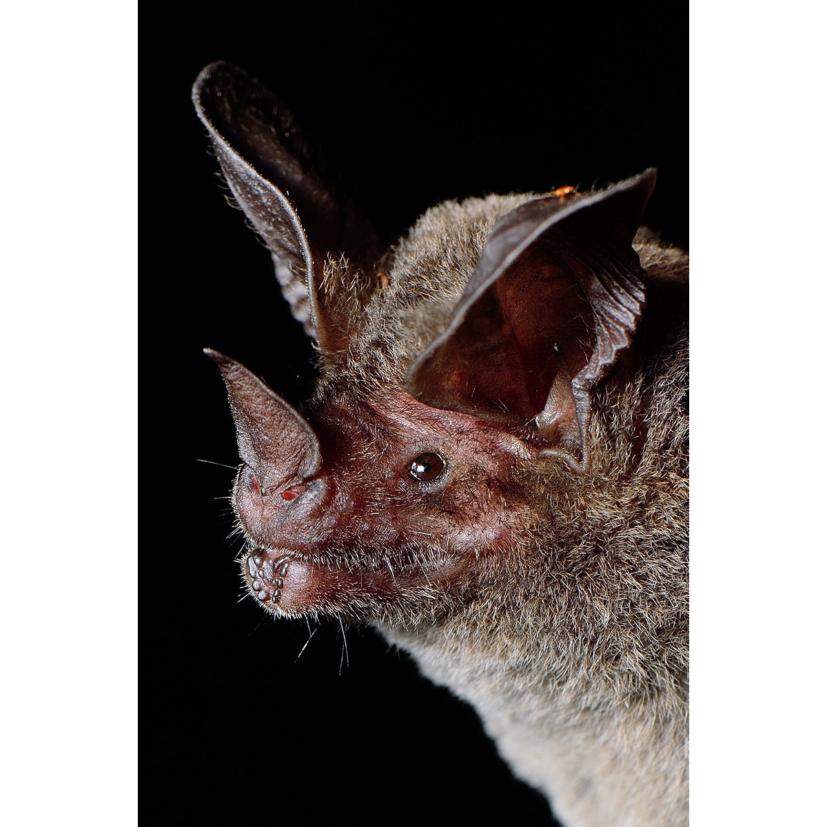 Бразильский круглоухий листонос (Lophostoma brasiliense) Фото №8