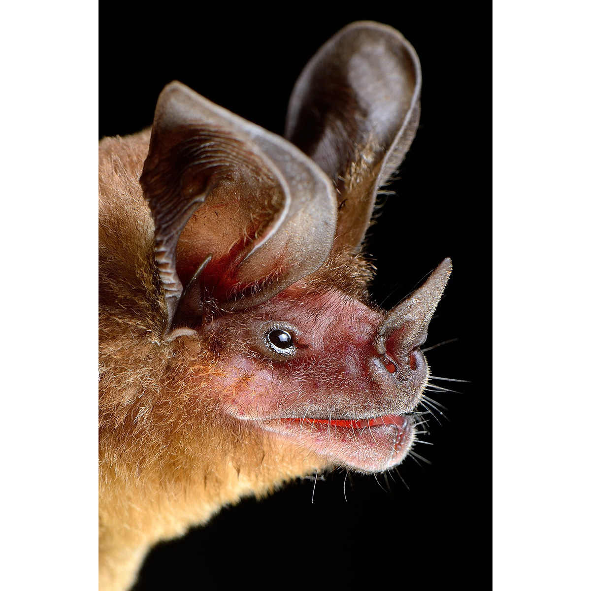 Бразильский круглоухий листонос (Lophostoma brasiliense) Фото №9