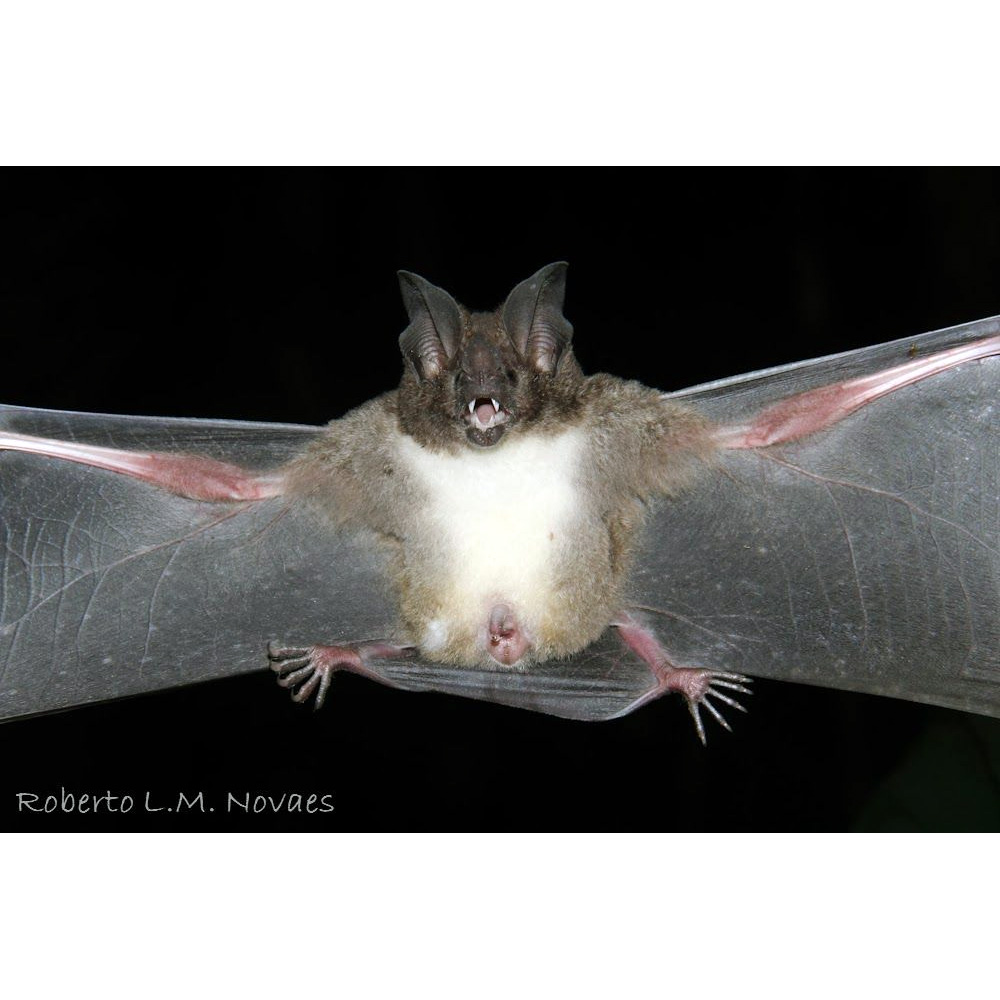 Листонос Каррикера (Lophostoma carrikeri) Фото №2