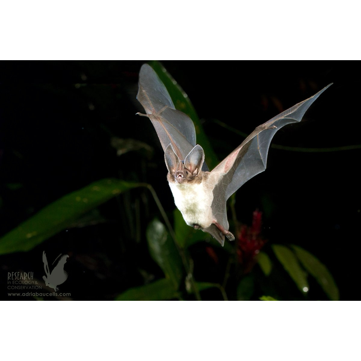 Листонос Каррикера (Lophostoma carrikeri) Фото №4