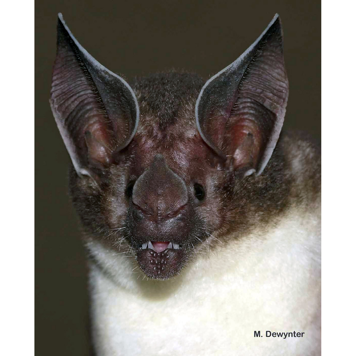 Листонос Каррикера (Lophostoma carrikeri) Фото №7
