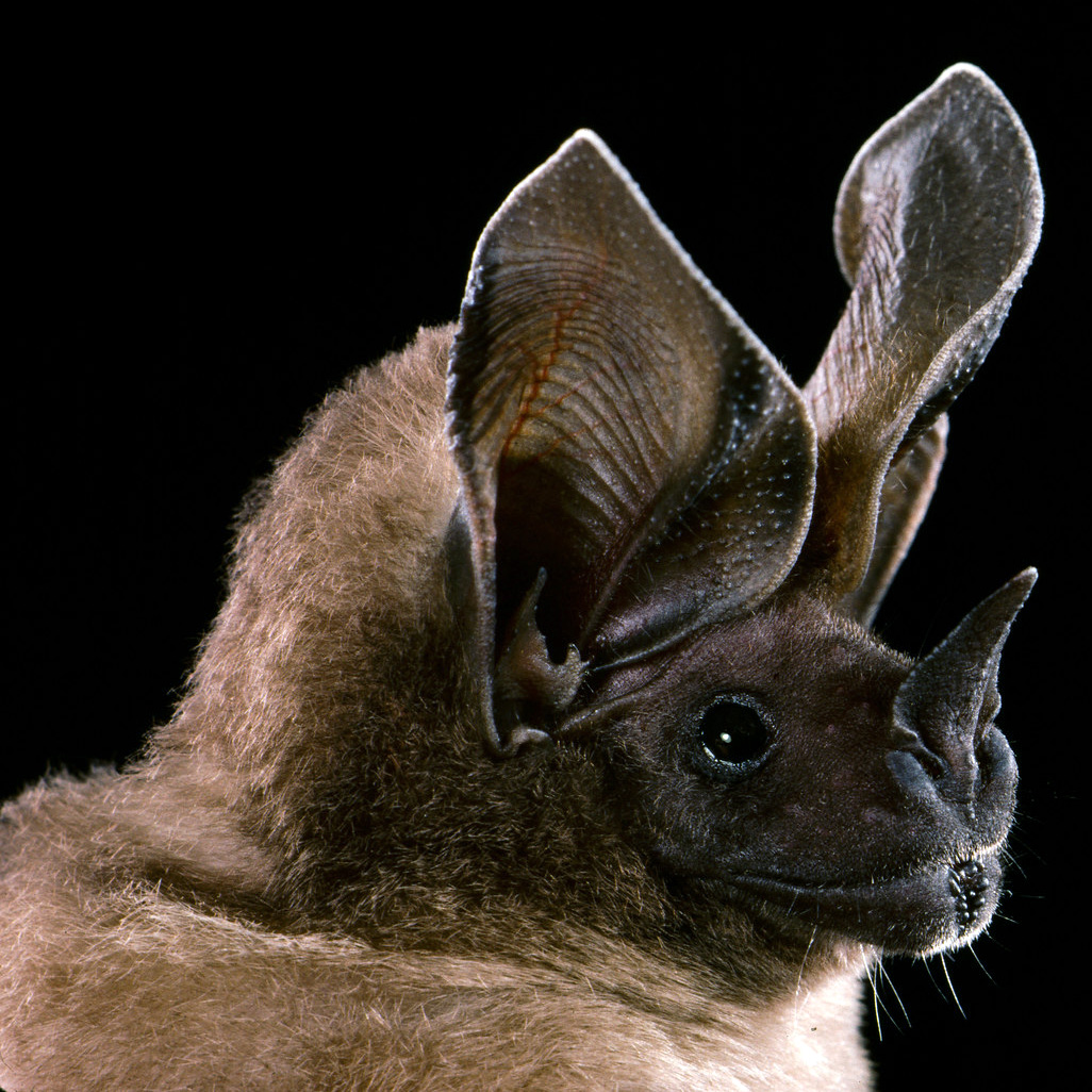 Листонос Шульца (Lophostoma schulzi) Фото №10