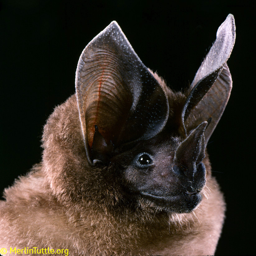 Листонос Шульца (Lophostoma schulzi) Фото №8