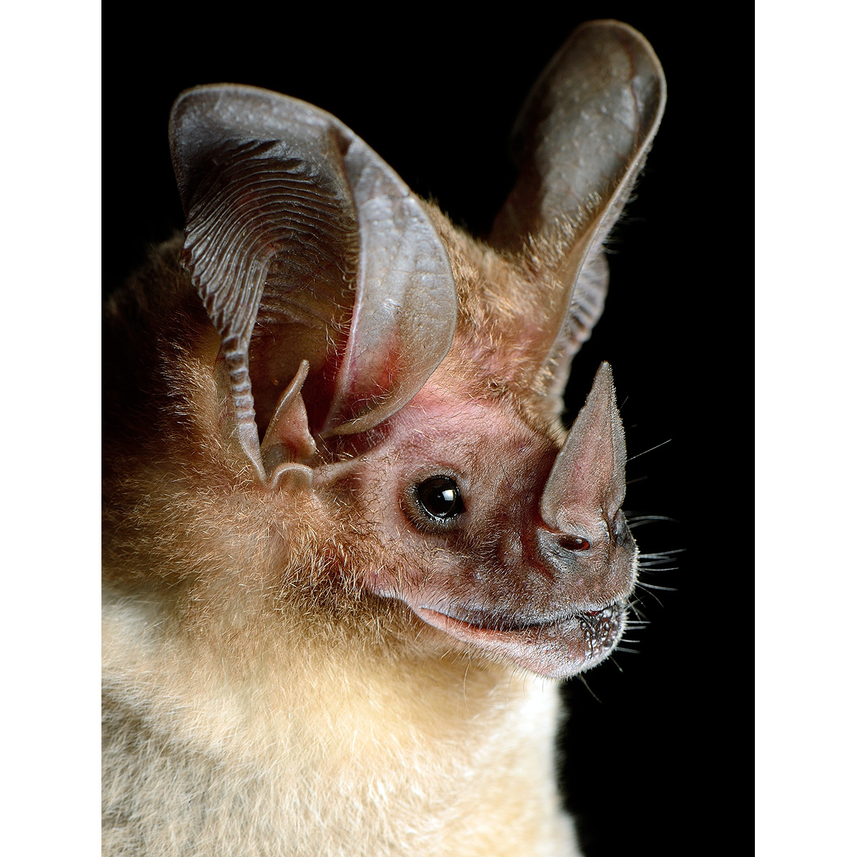 Белогорлый круглоухий листонос (Lophostoma silvicolum) Фото №10