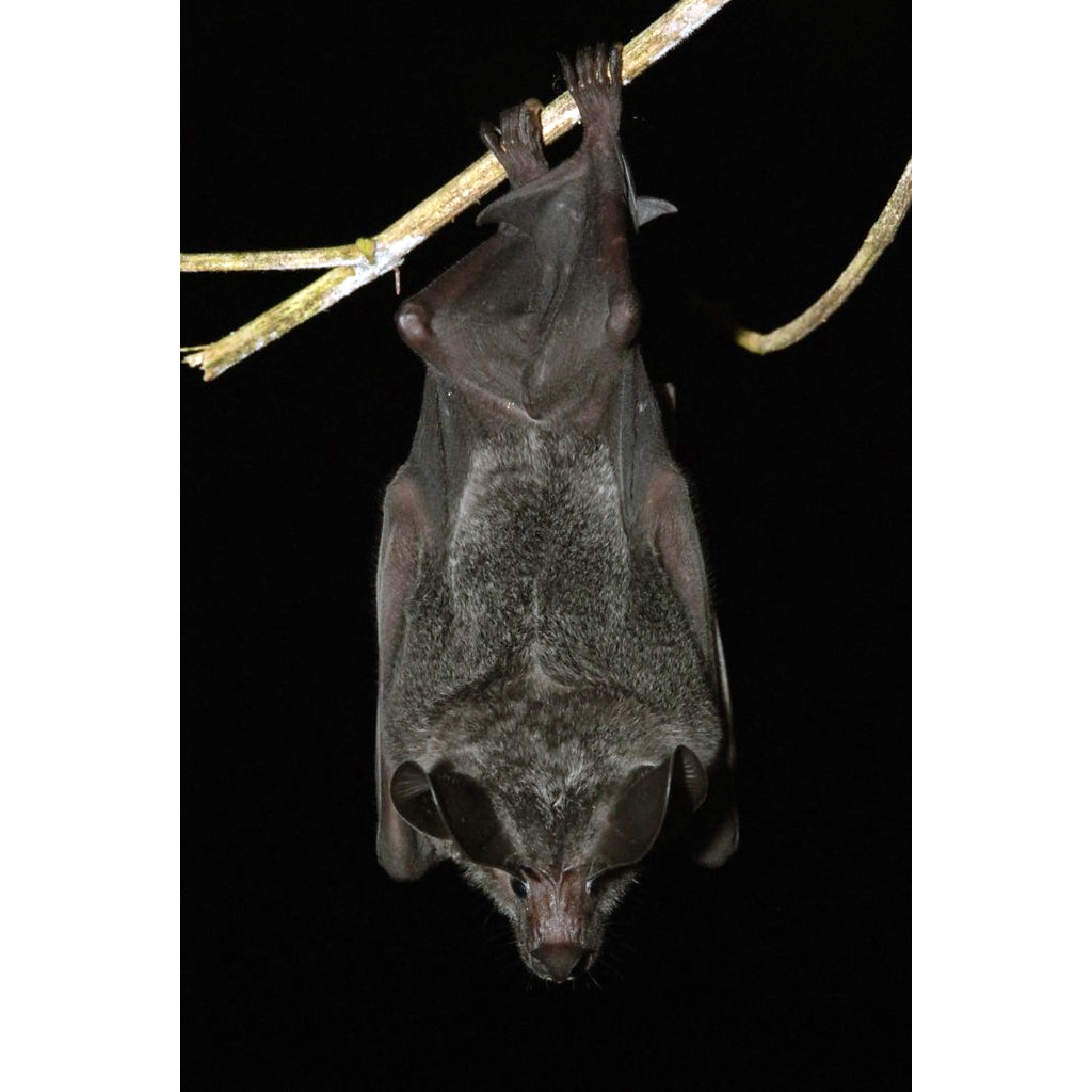 Белогорлый круглоухий листонос (Lophostoma silvicolum) Фото №2