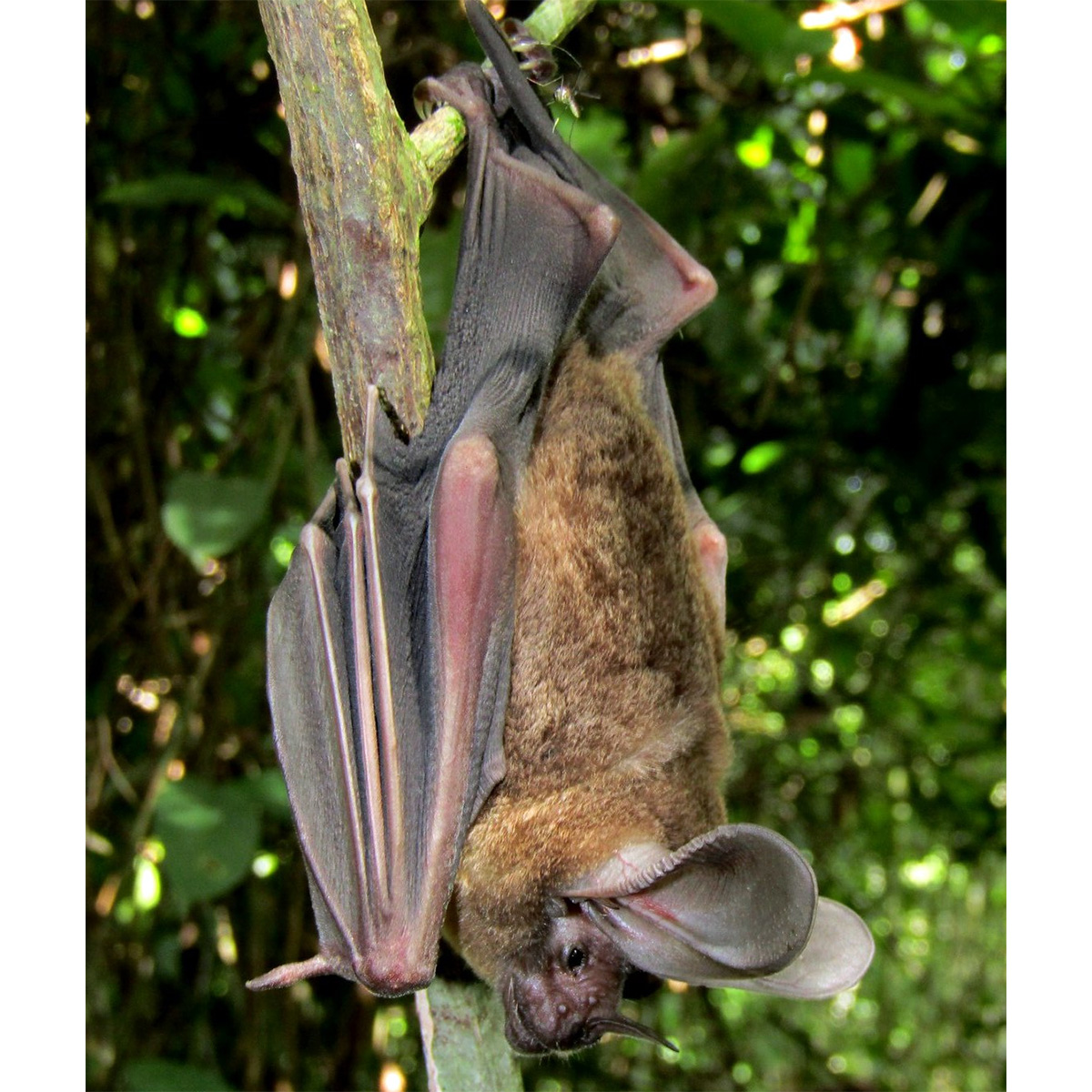 Белогорлый круглоухий листонос (Lophostoma silvicolum) Фото №3