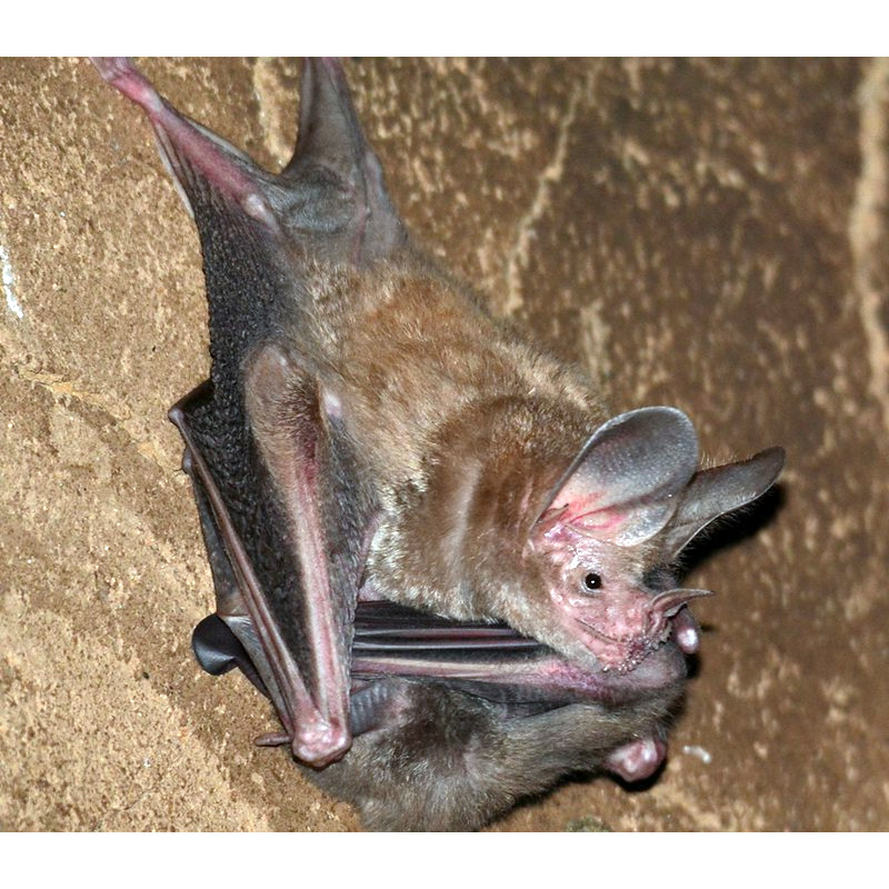 Белогорлый круглоухий листонос (Lophostoma silvicolum) Фото №4