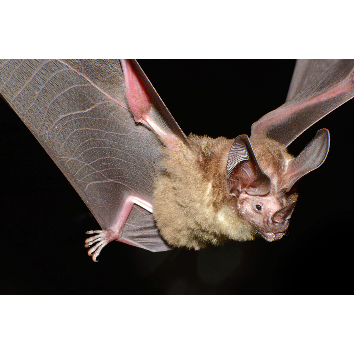 Белогорлый круглоухий листонос (Lophostoma silvicolum) Фото №6