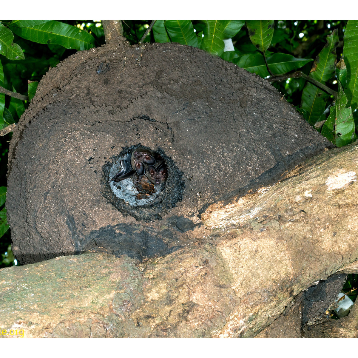 Белогорлый круглоухий листонос (Lophostoma silvicolum) Фото №7