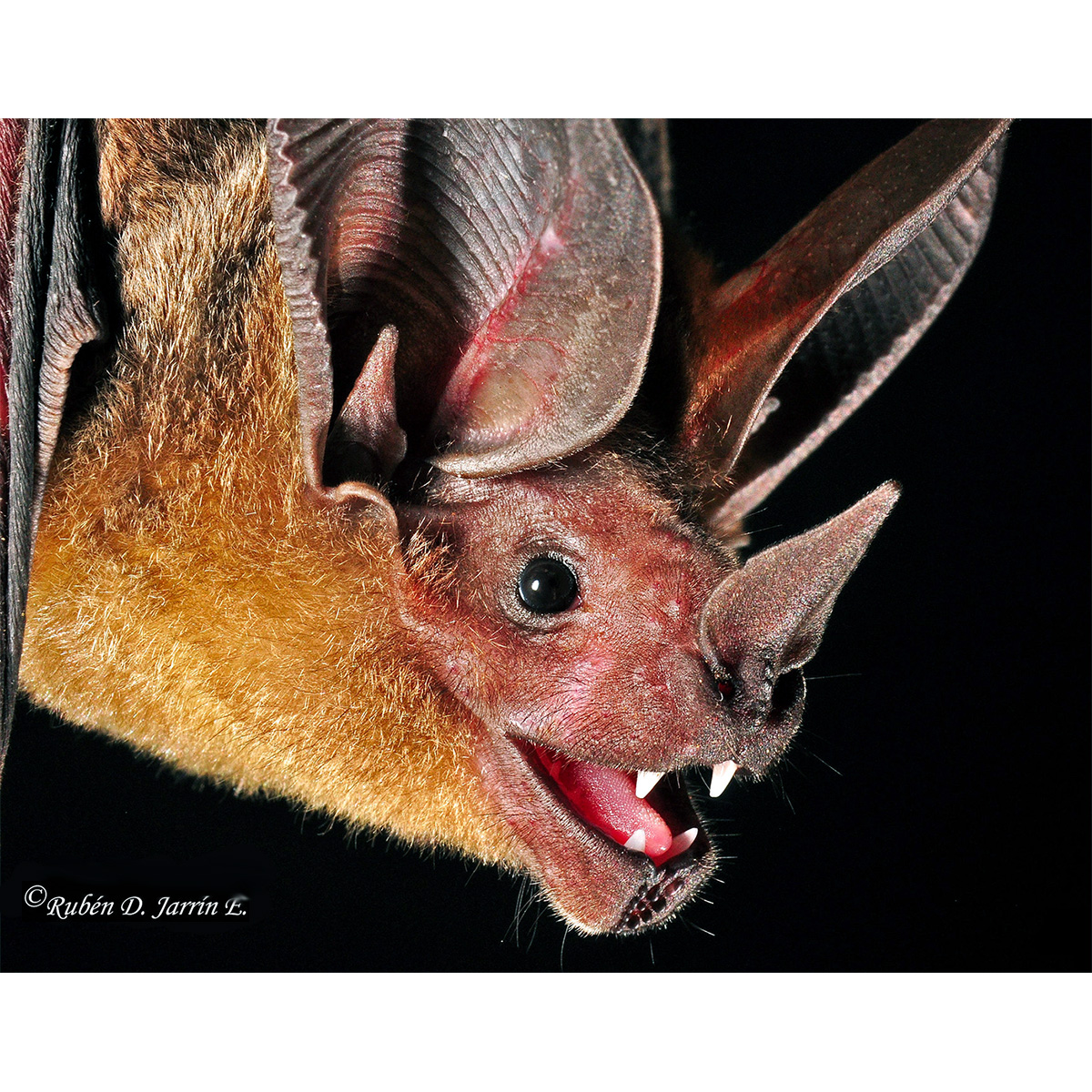 Белогорлый круглоухий листонос (Lophostoma silvicolum) Фото №8