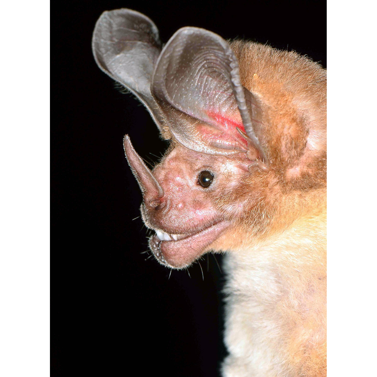 Белогорлый круглоухий листонос (Lophostoma silvicolum) Фото №9