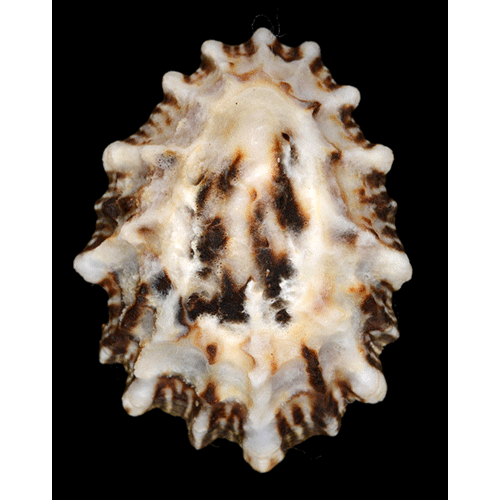 Семейство Lottioidea  фото