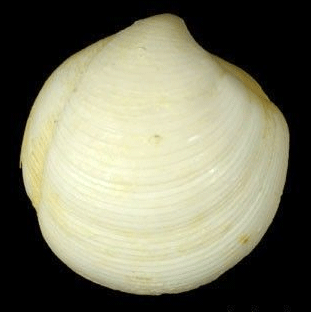 Семейство Lucinoidea  фото