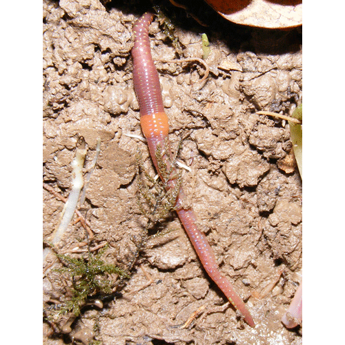 Семейство Lumbricidae фото