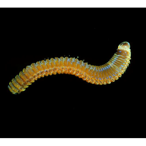 Семейство Lumbrineridae фото
