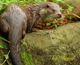 Lutra lutra chinensis