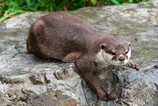 Lutra lutra meridionalis