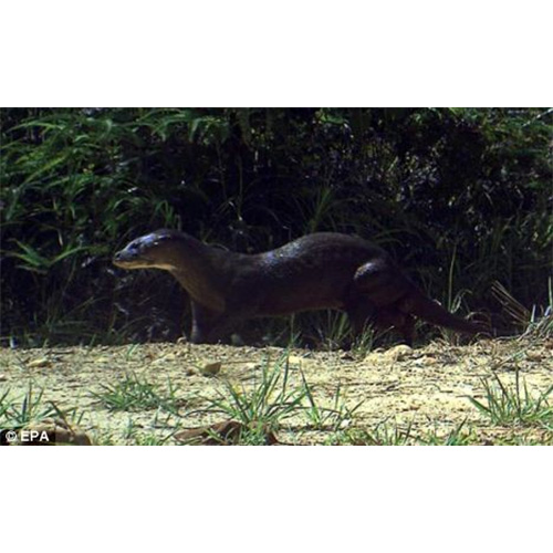 Суматранская выдра (Lutra sumatrana) Фото №2