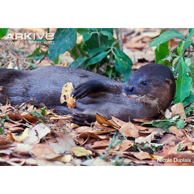 Суматранская выдра (Lutra sumatrana) Фото №3