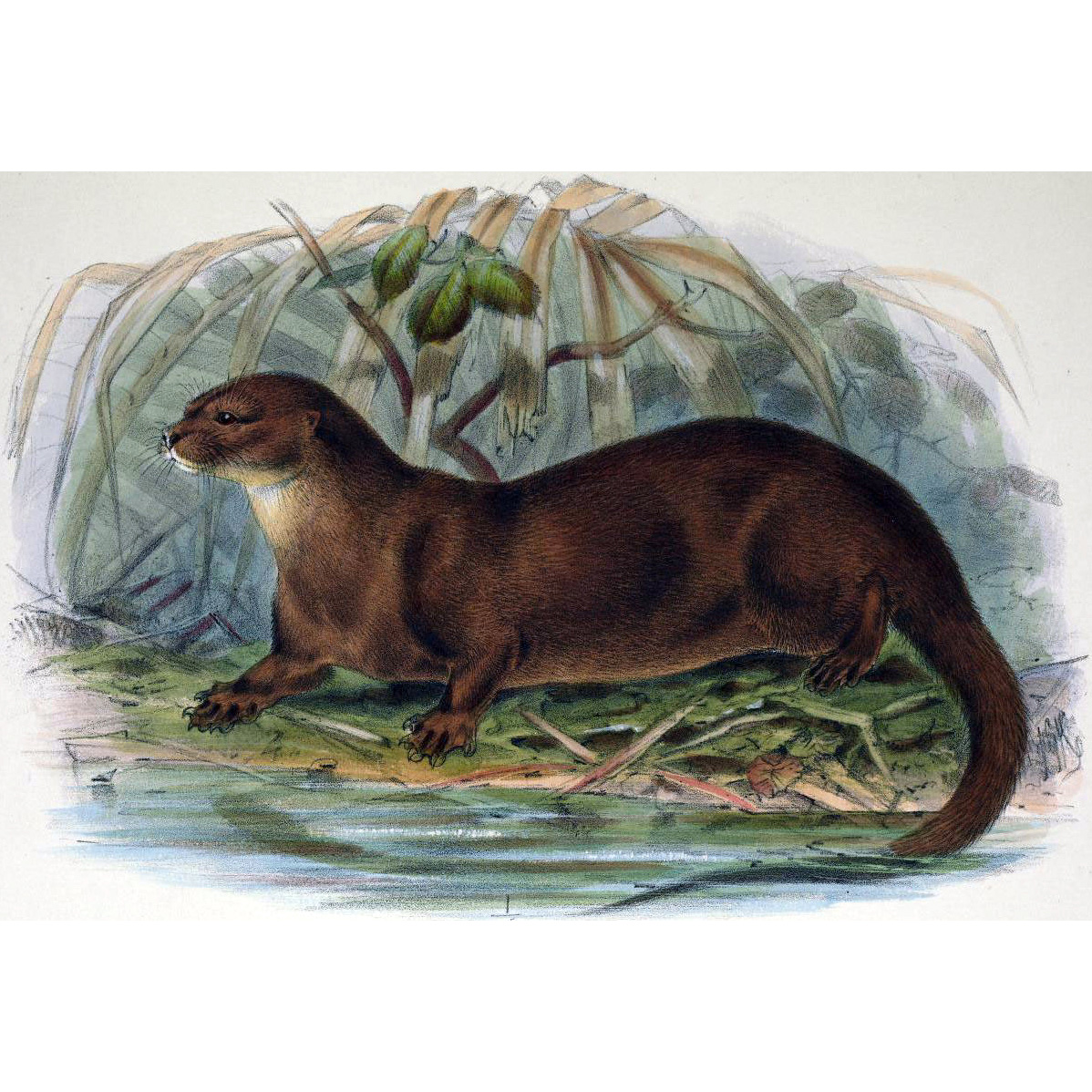 Суматранская выдра (Lutra sumatrana) Фото №5