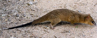 Lutreolina crassicaudata crassicaudata