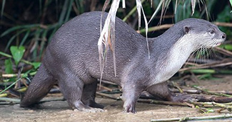 Lutrogale perspicillata perspicillata