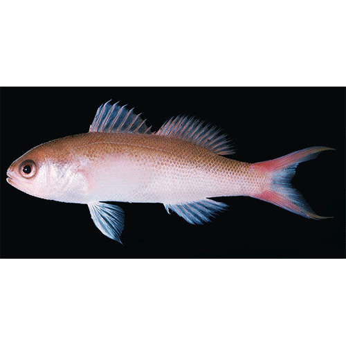 Род Luzonichthys фото