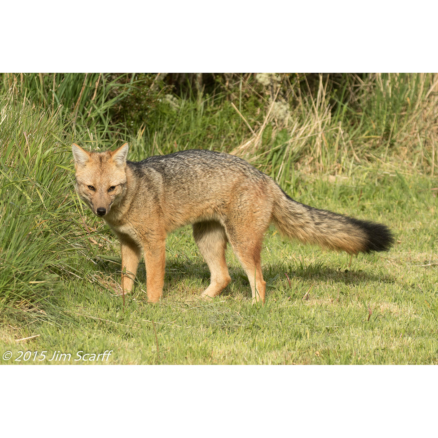 Lycalopex culpaeus Фото №3