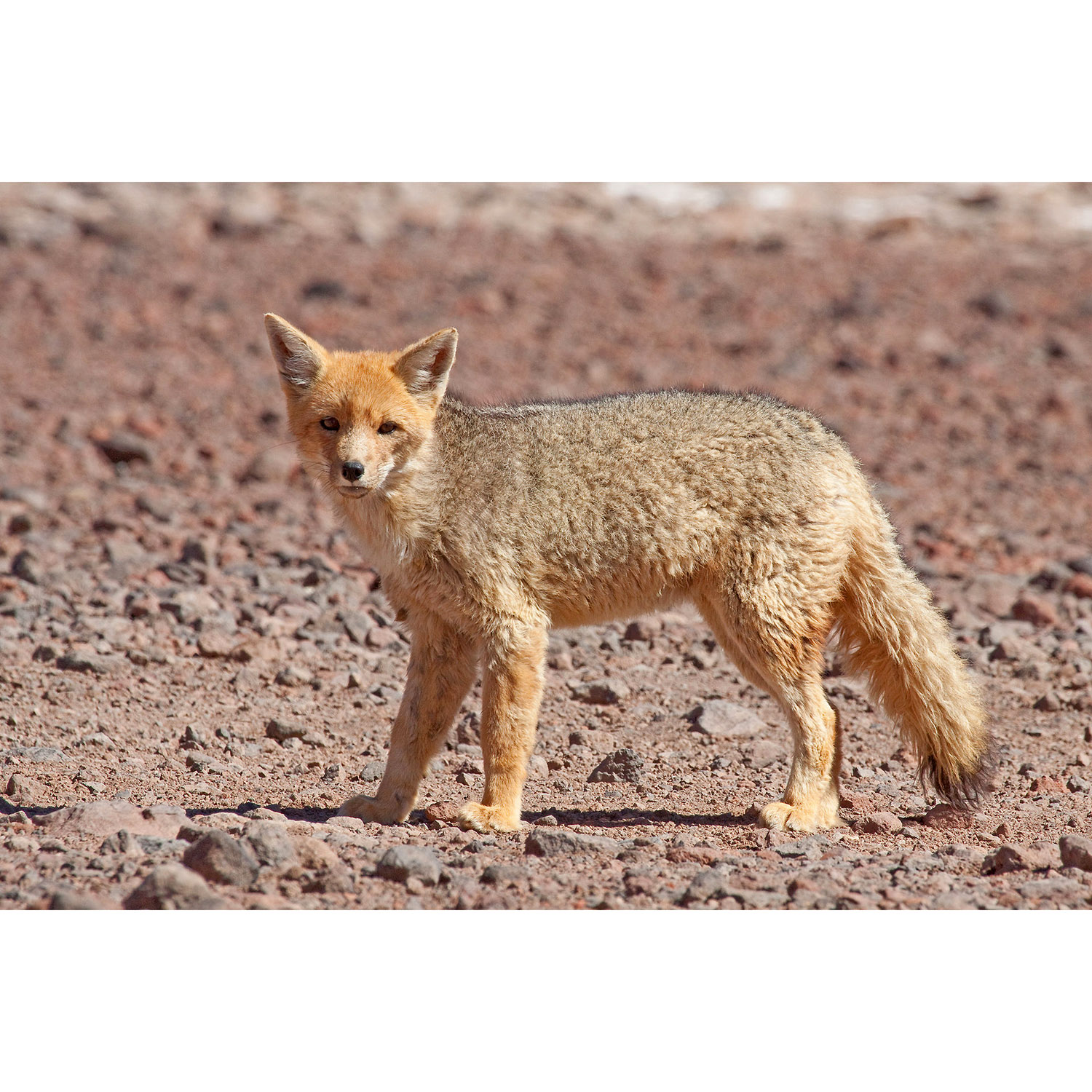 Lycalopex culpaeus Фото №5
