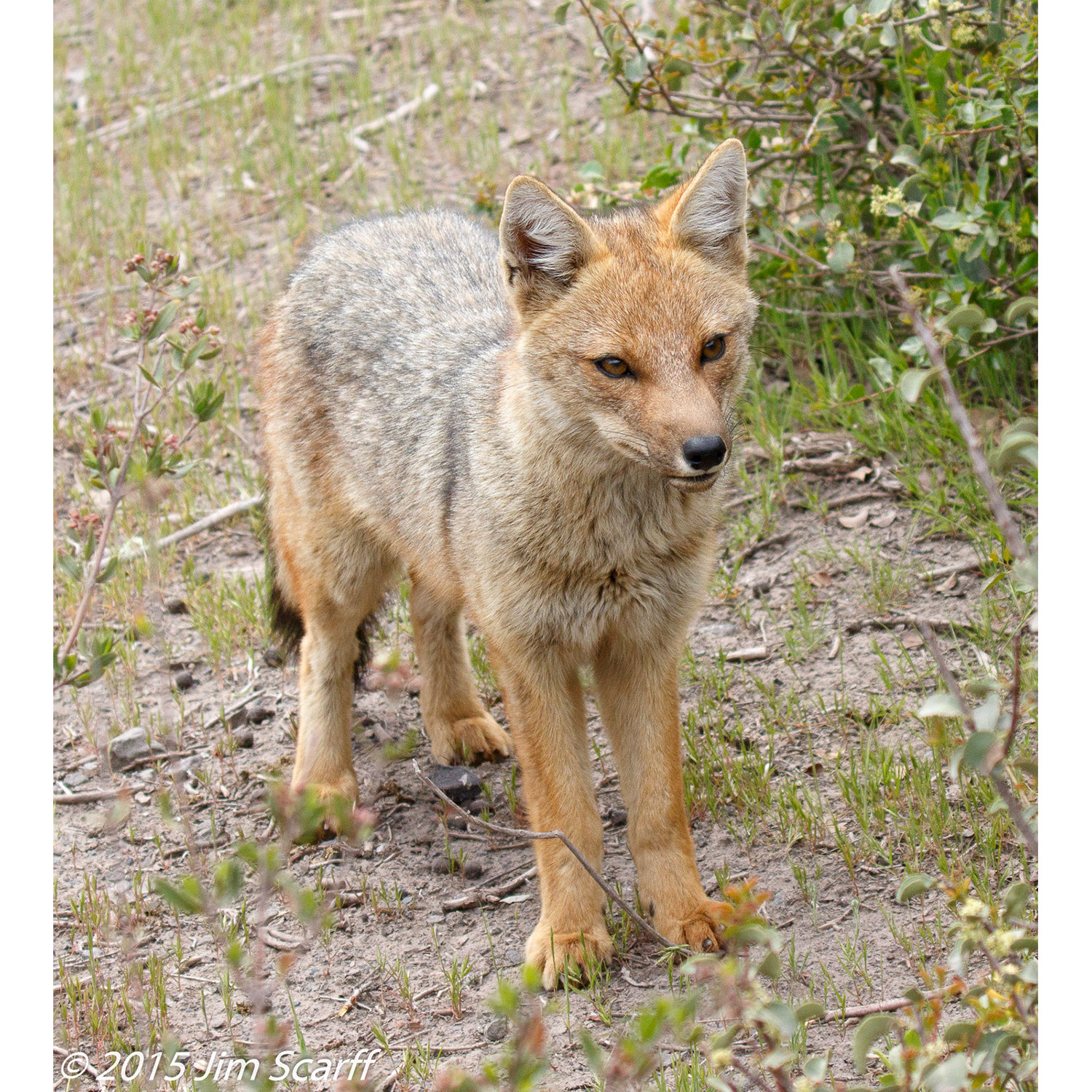 Lycalopex culpaeus Фото №6