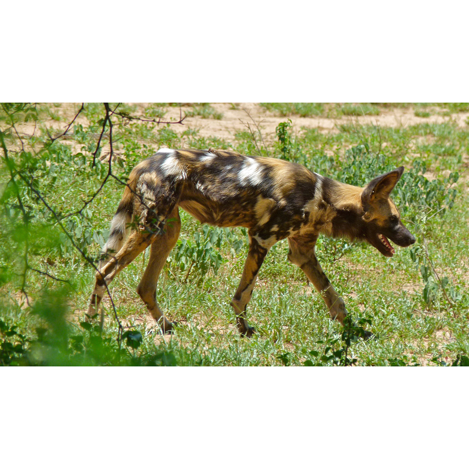 Lycaon pictus Фото №3