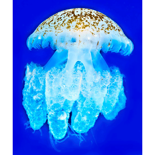 Семейство Lychnorhizidae  фото