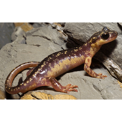  Род Lyciasalamandra  фото