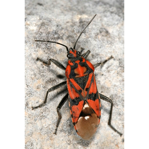 Семейство Lygaeoidea фото