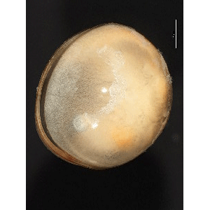 Семейство Lynceidae фото