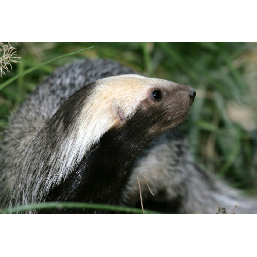 Патагонская ласка (Lyncodon patagonicus) Фото №10