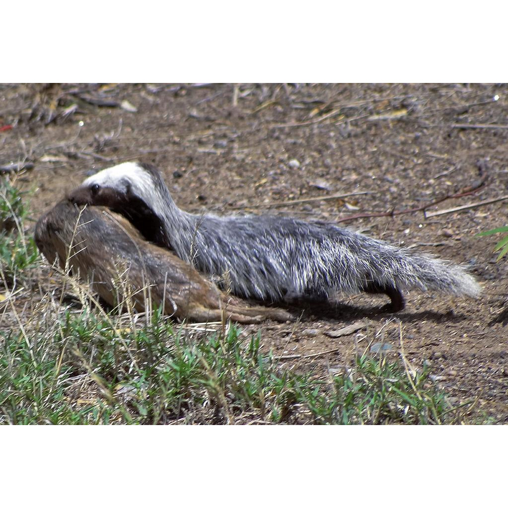 Патагонская ласка (Lyncodon patagonicus) Фото №2