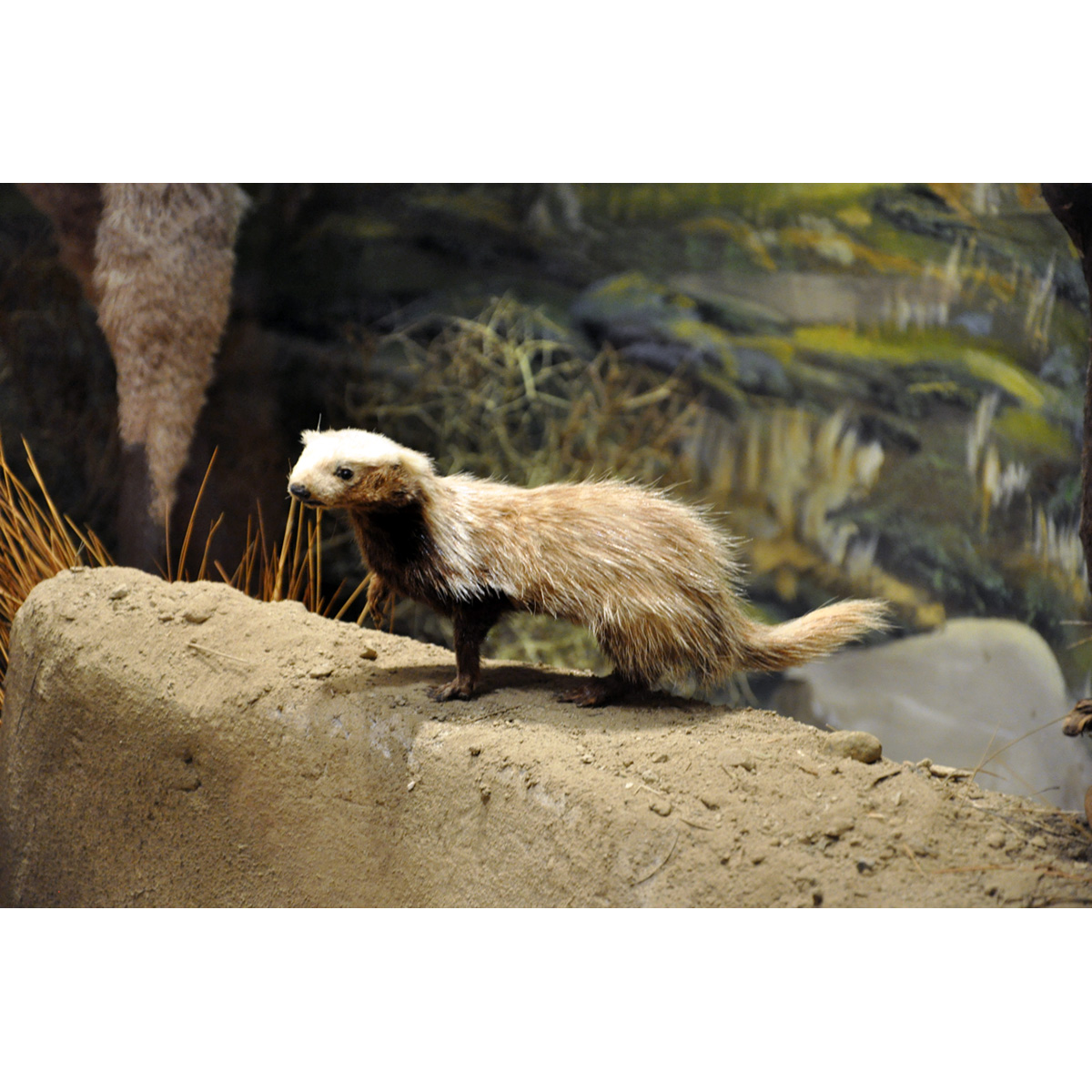 Патагонская ласка (Lyncodon patagonicus) Фото №4