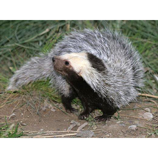 Патагонская ласка (Lyncodon patagonicus) Фото №5