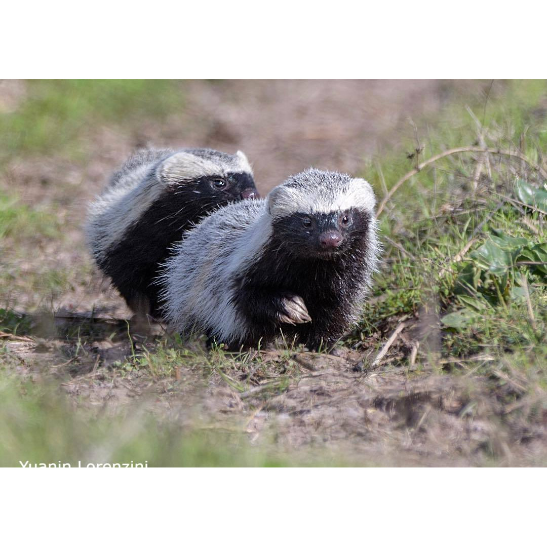 Патагонская ласка (Lyncodon patagonicus) Фото №6