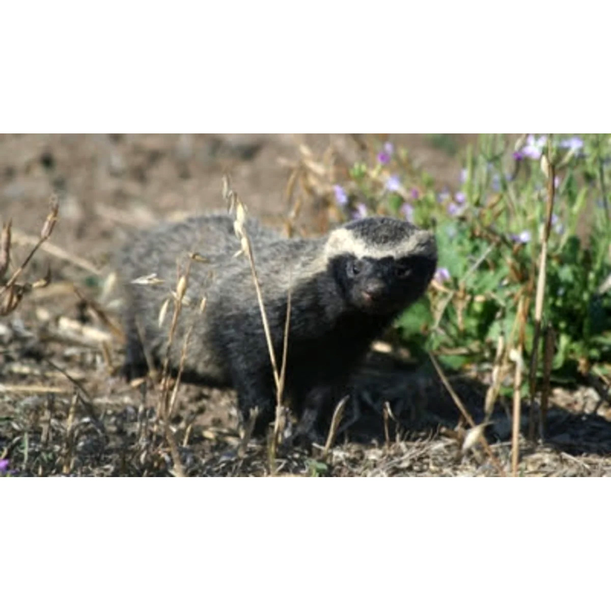 Патагонская ласка (Lyncodon patagonicus) Фото №8
