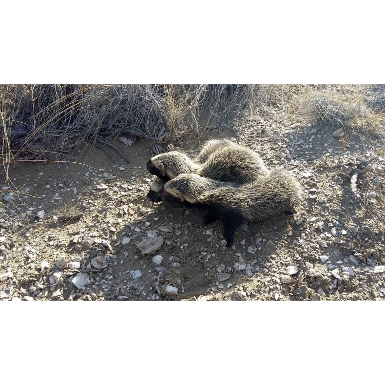 Патагонская ласка (Lyncodon patagonicus) Фото №9