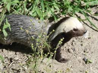 Lyncodon patagonicus patagonicus