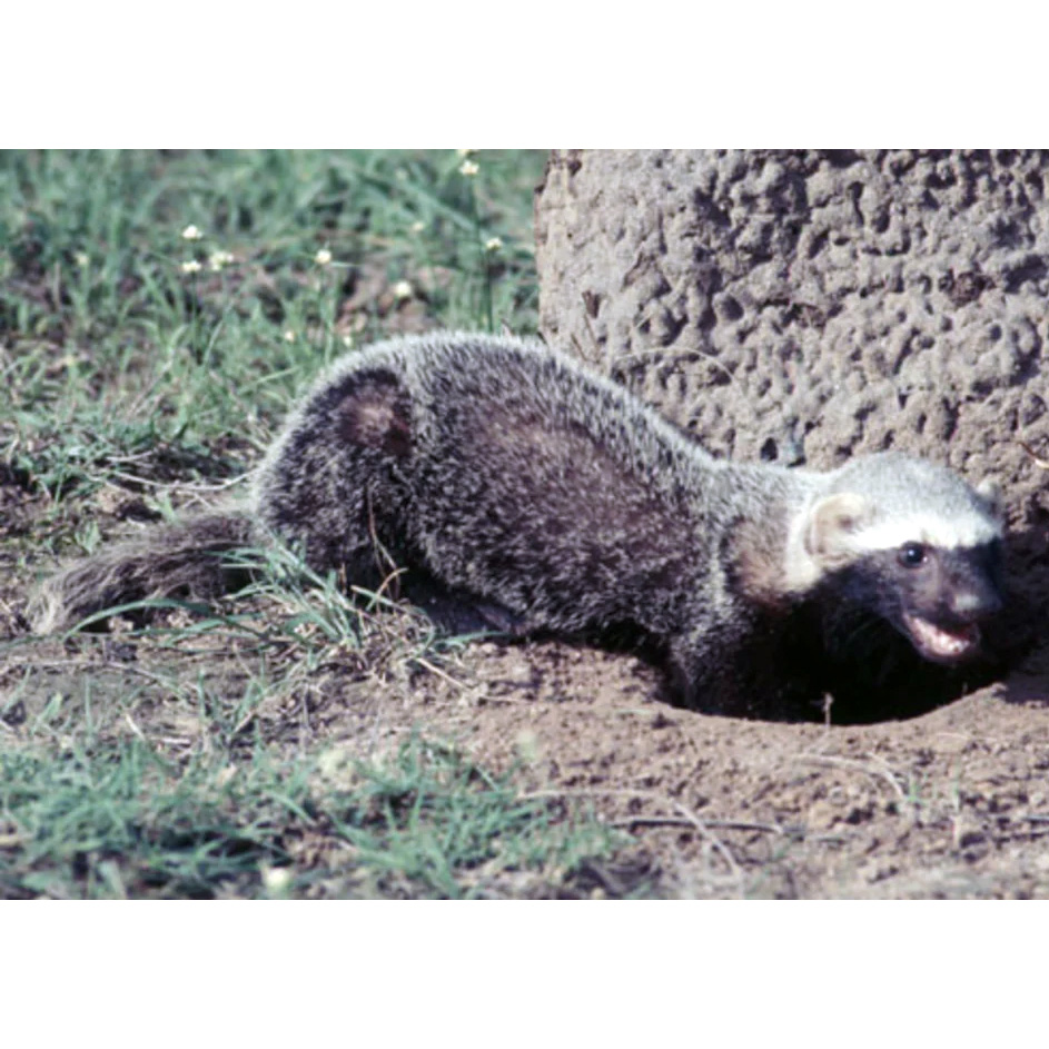 Патагонская ласка (Lyncodon patagonicus) Фото №1